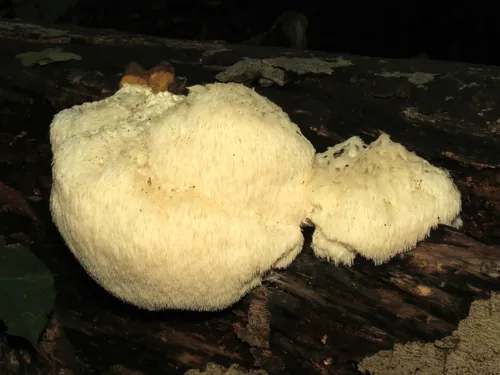 Photo: (c) Katja Schulz, some rights reserved (CC BY) · cc-by · via iNaturalist Lions Mane (Hericium erinaceus), photograph