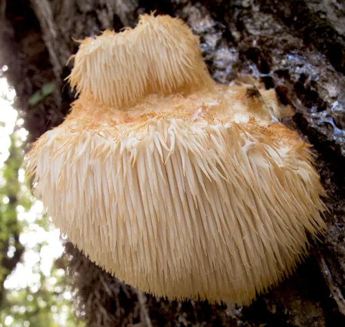 Lions Mane (Hericium erinaceus), photograph