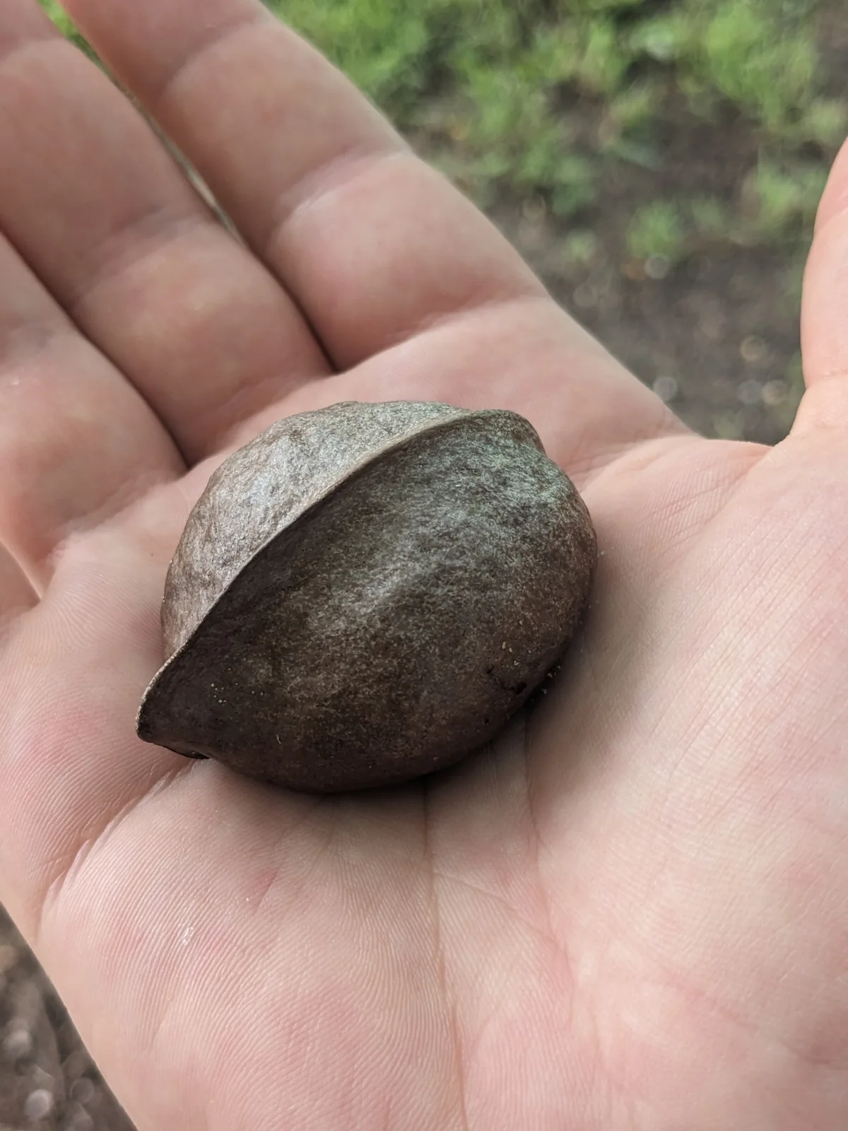 One One (Heritiera littoralis), photograph
