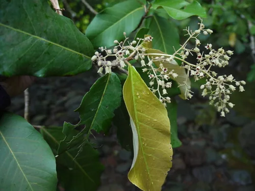 One One (Heritiera littoralis), photograph