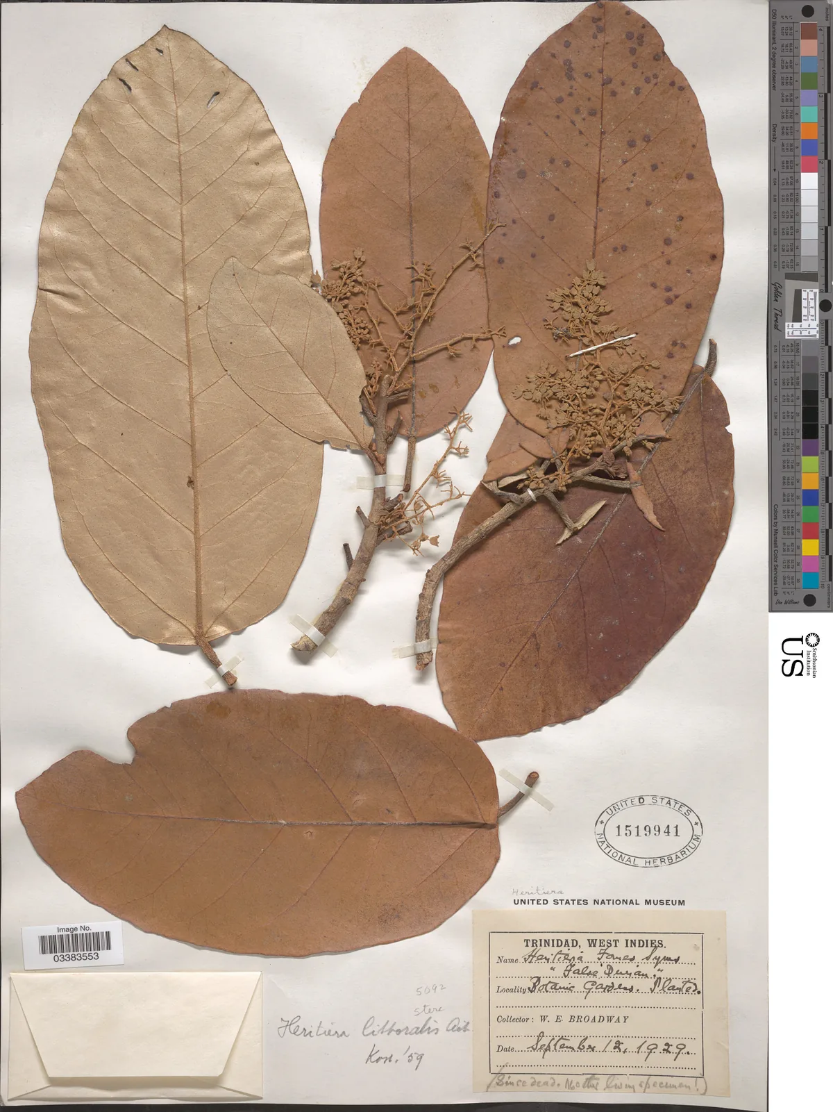 One One (Heritiera littoralis), photograph