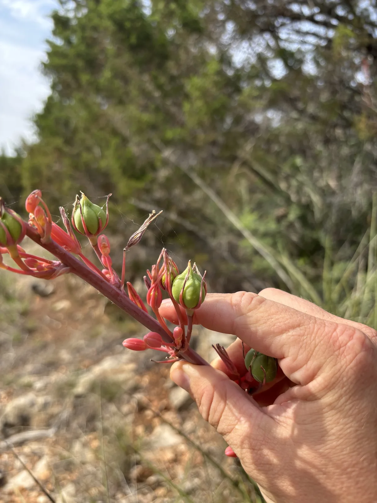 Red Yucca (Hesperaloe parviflora), photograph