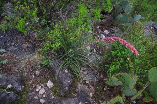 Red Yucca (Hesperaloe parviflora), photograph