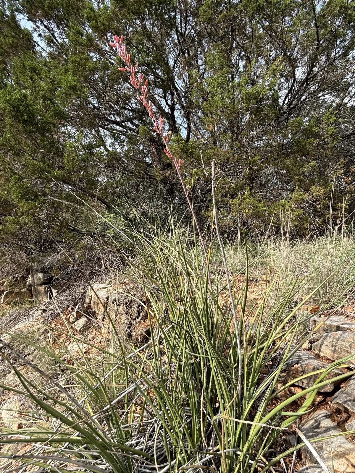 Photo: Cody Stricker, via iNaturalist · CC BY · via GBIF Red Yucca (Hesperaloe parviflora), photograph