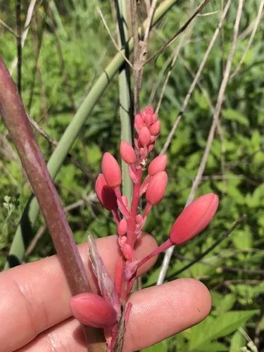 Red Yucca (Hesperaloe parviflora), photograph