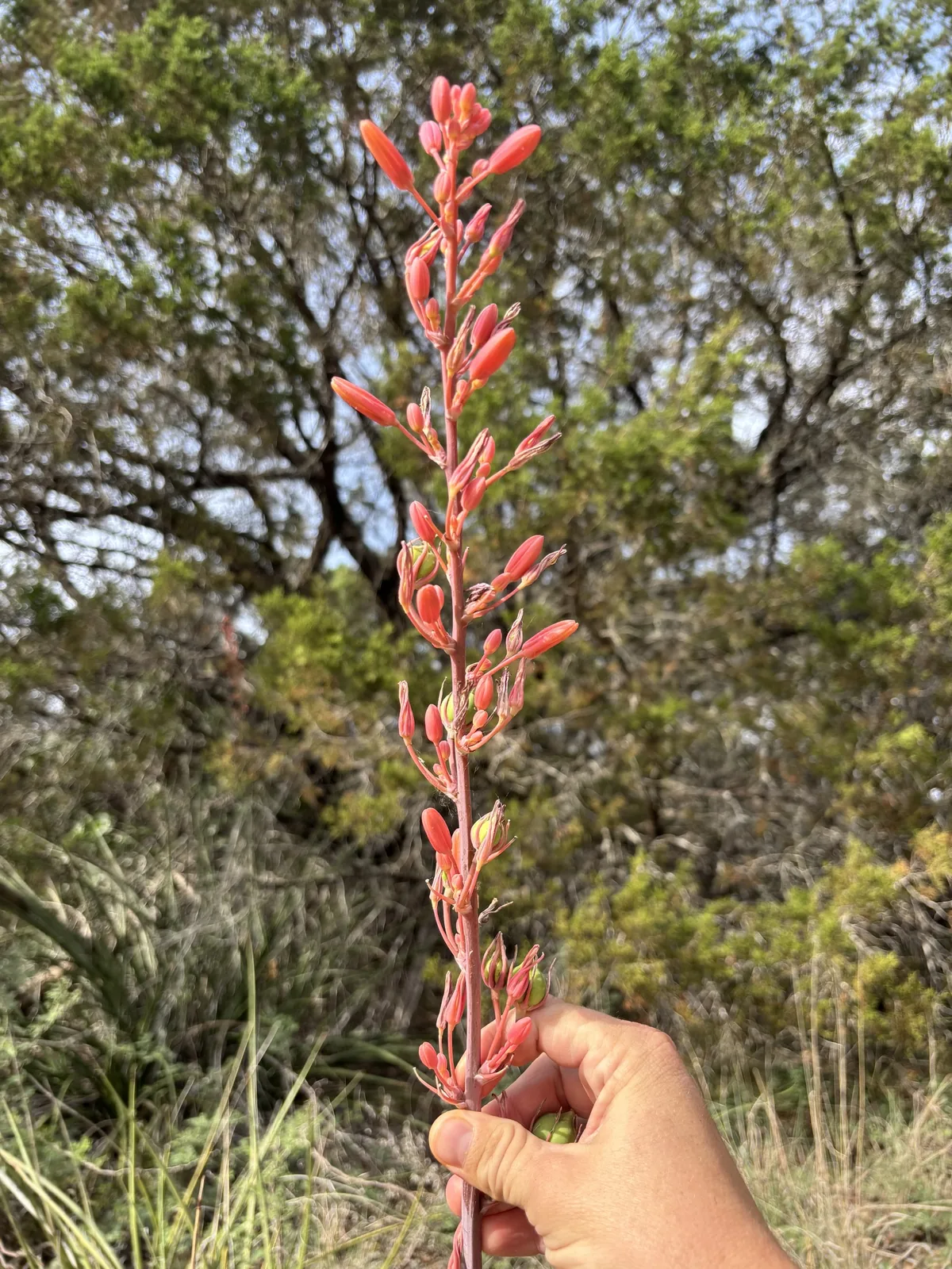 Photo: Cody Stricker, via iNaturalist · CC BY · via GBIF red yucca (Hesperaloe parviflora), photograph
