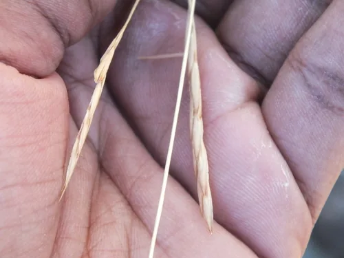 Spear Grass (Heteropogon contortus), photograph