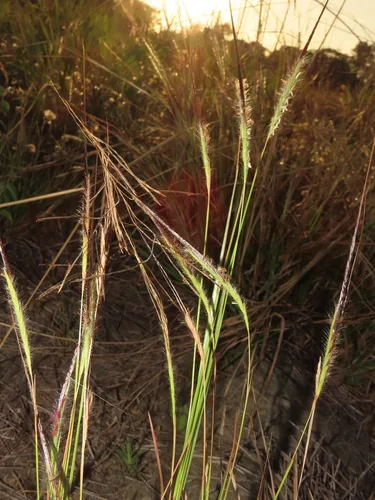 Spear Grass (Heteropogon contortus), photograph