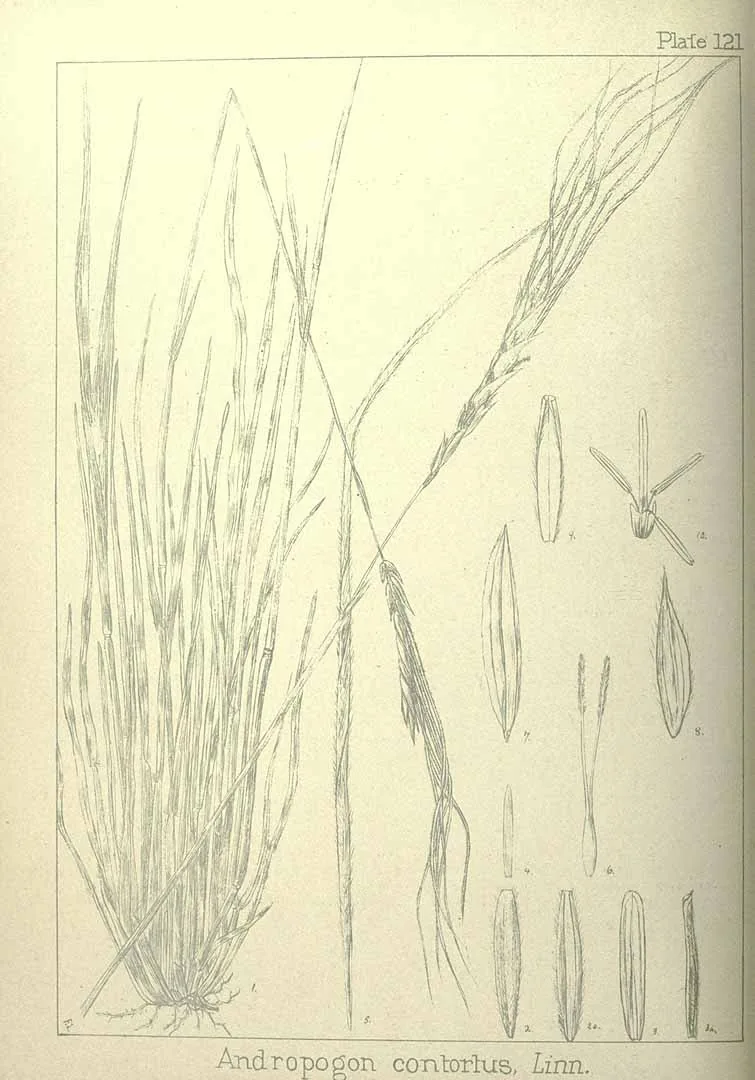 Spear Grass (Heteropogon contortus), botanical illustration