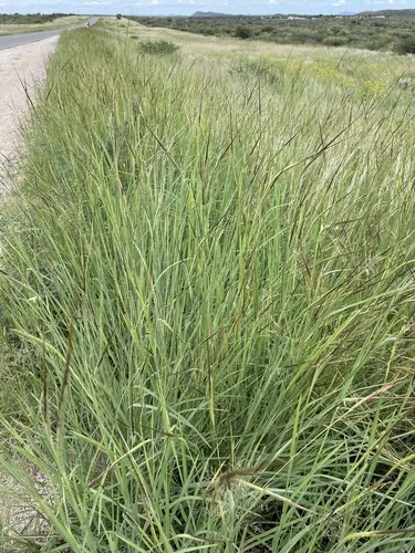 Spear Grass (Heteropogon contortus), photograph
