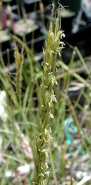 Photo: NMNH - Botany Dept. · CC0 · via Smithsonian spear grass (Heteropogon contortus), photograph