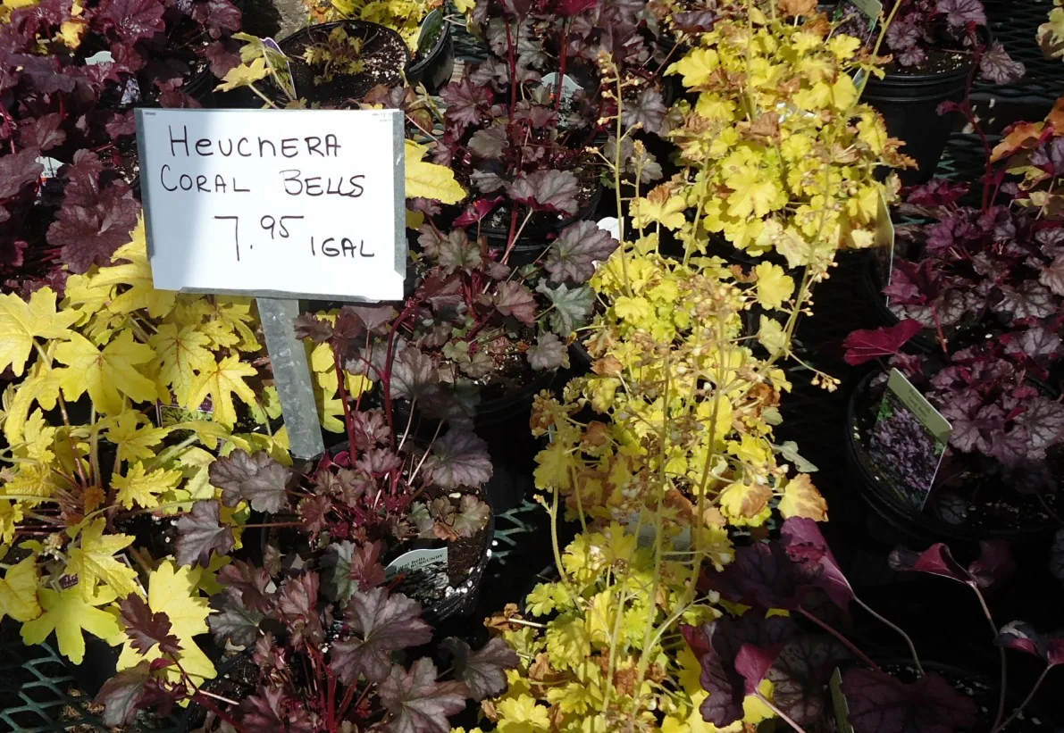 Photo: Tomwsulcer, CC0 (public-domain dedication), via Wikimedia Commons · CC0 · via Wikimedia Commons Coral Bells (Heuchera spp.), photograph