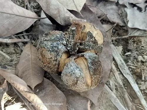 Rubber (Hevea brasiliensis), photograph