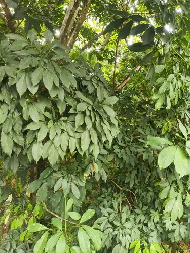Photo: (c) Ashwin A, some rights reserved (CC BY) · cc-by · via iNaturalist Rubber (Hevea brasiliensis), photograph