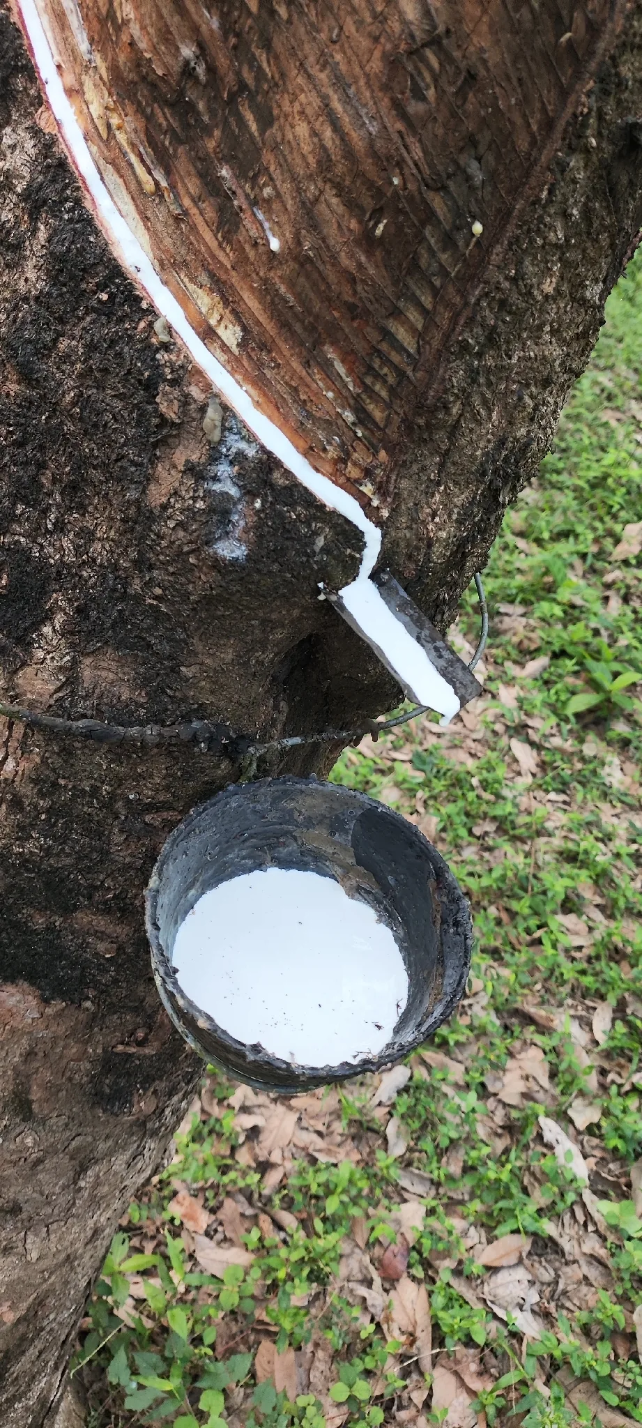 Rubber (Hevea brasiliensis), photograph