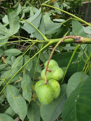 Photo: (c) Cheongweei Gan, some rights reserved · CC BY-SA · via iNaturalist rubber (Hevea brasiliensis), photograph