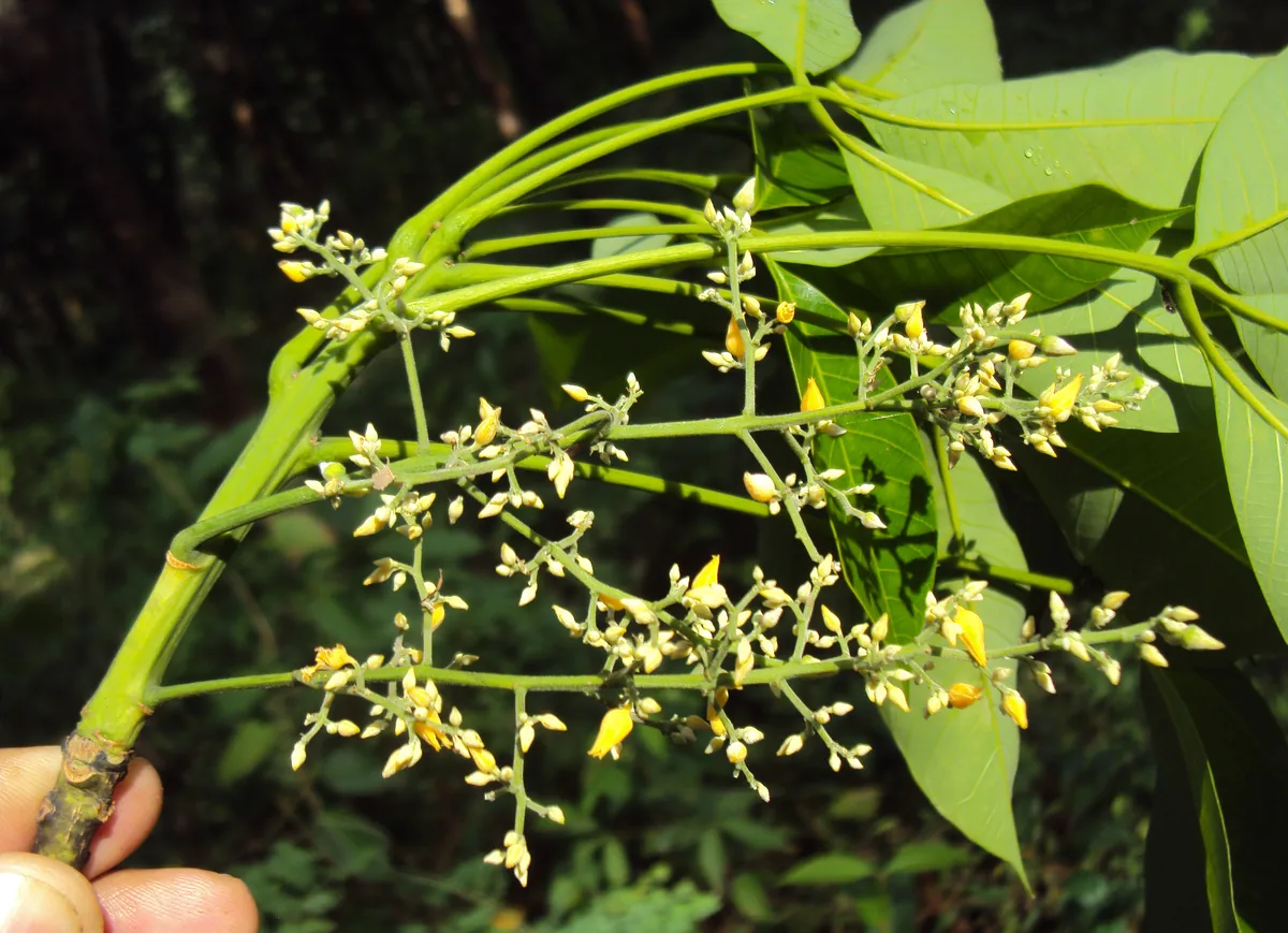 Rubber (Hevea brasiliensis), photograph