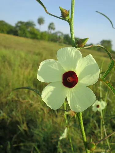 Photo: no rights reserved · CC0 · via iNaturalist kenaf (Hibiscus cannabinus), photograph