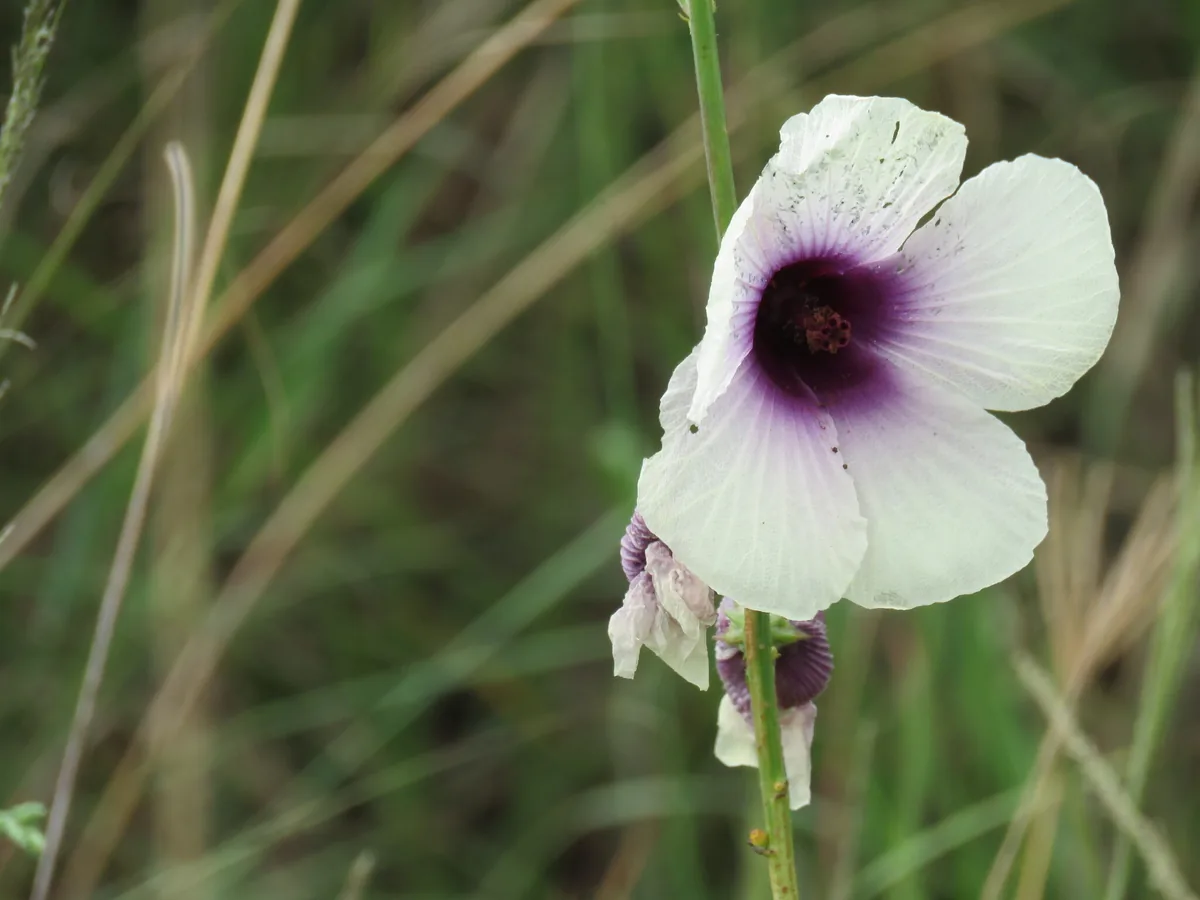 kenaf (Hibiscus cannabinus), photograph