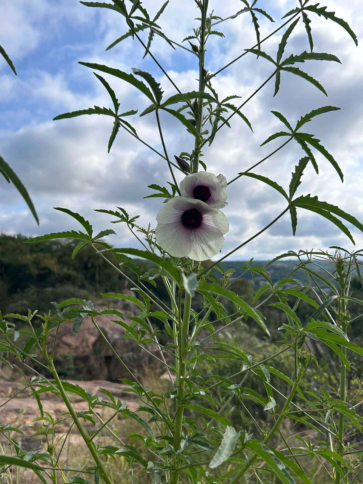 kenaf (Hibiscus cannabinus), photograph