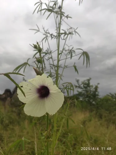 kenaf (Hibiscus cannabinus), photograph