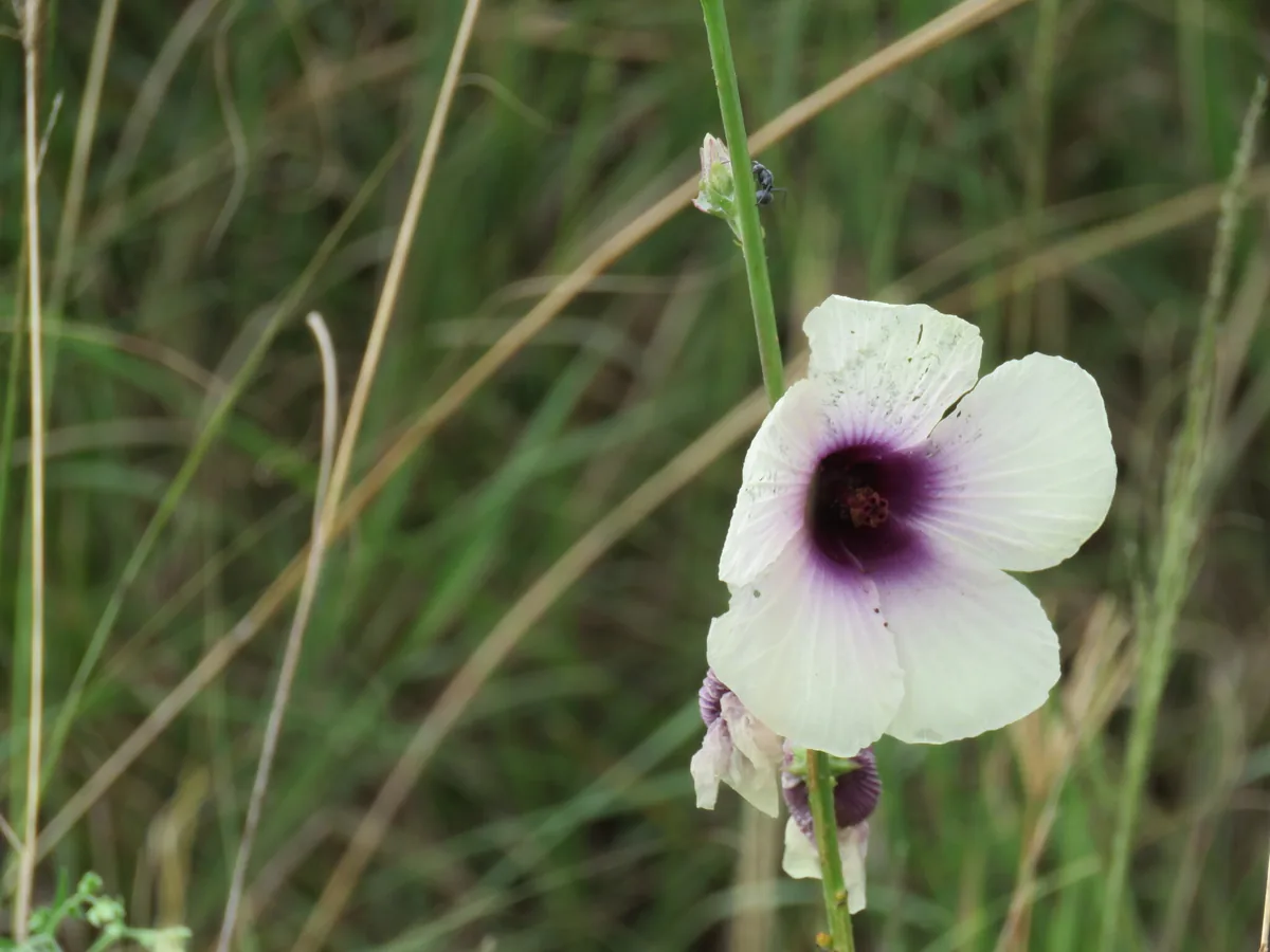 kenaf (Hibiscus cannabinus), photograph