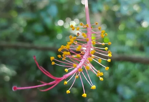tropical hibiscus (Hibiscus rosa-sinensis), photograph