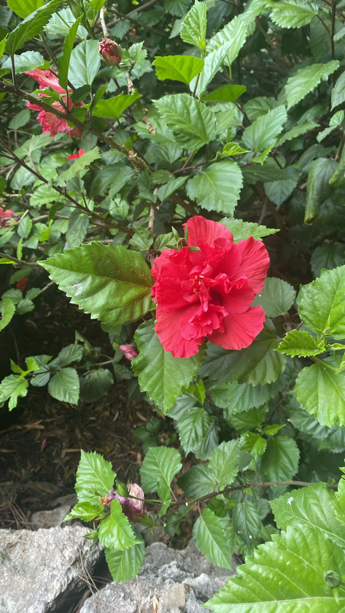 tropical hibiscus (Hibiscus rosa-sinensis), photograph