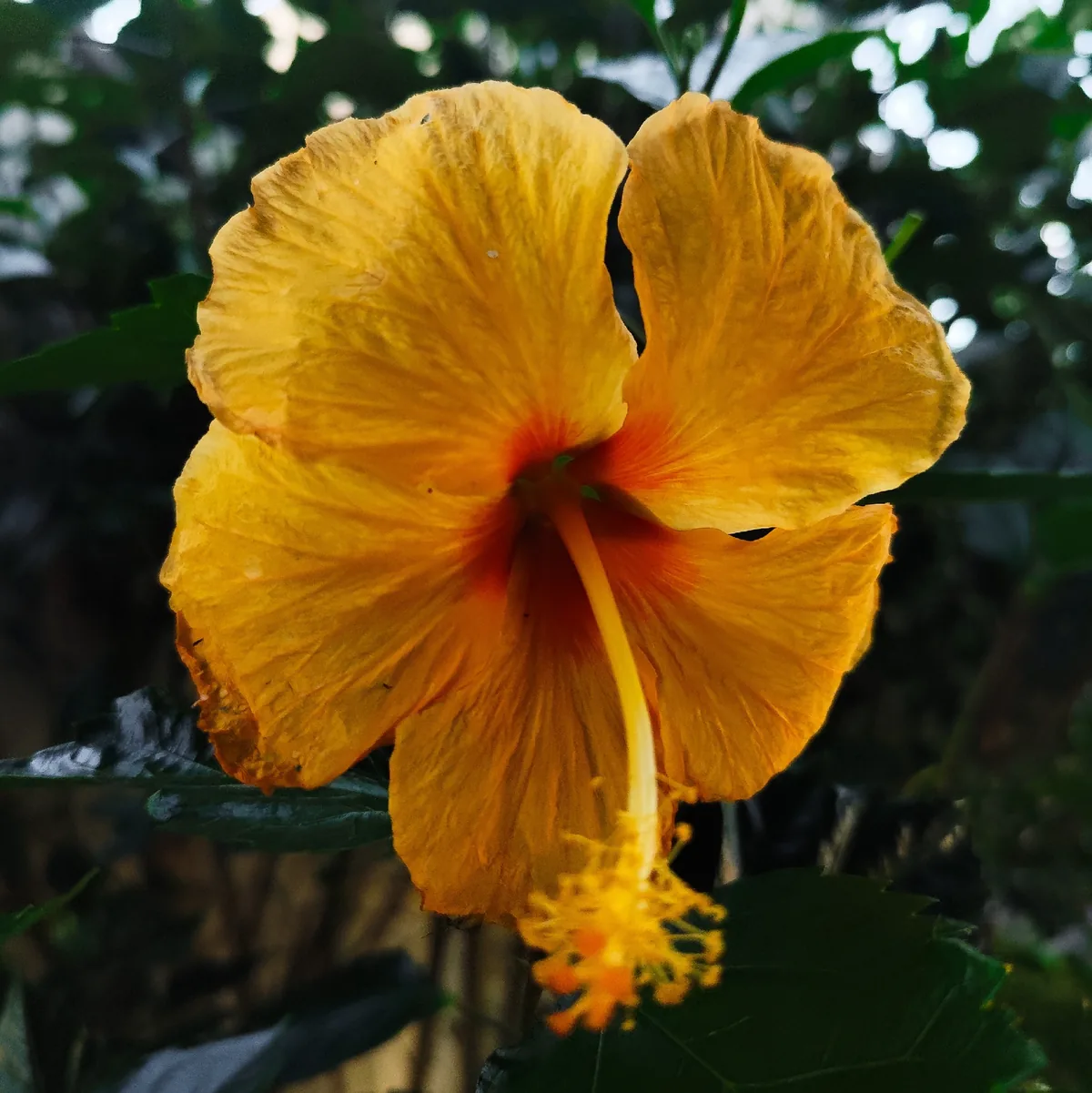 tropical hibiscus (Hibiscus rosa-sinensis), photograph