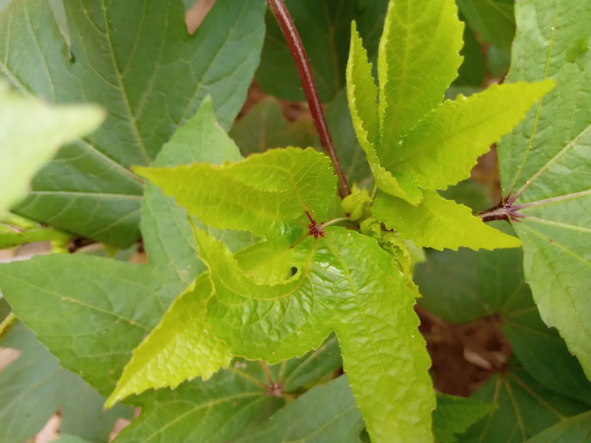 tropical hibiscus (Hibiscus rosa-sinensis), photograph