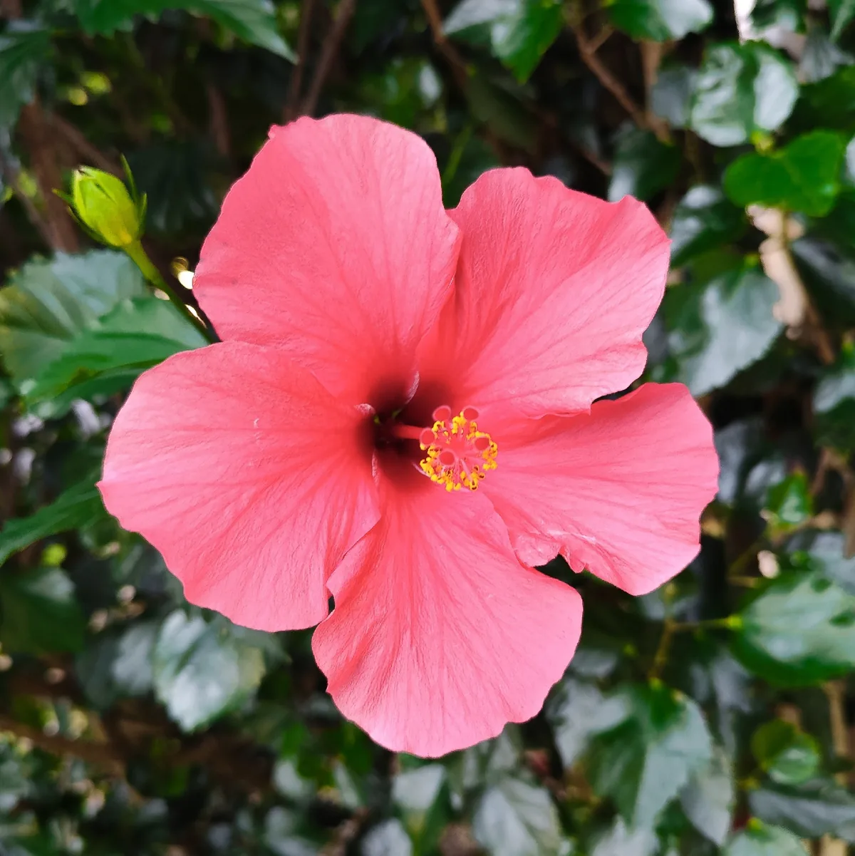 Photo: Jhonatan Matheus, via iNaturalist · CC BY · via GBIF Hibiscus, photograph