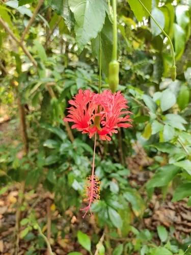 Photo: (c) Vis M, some rights reserved (CC BY-SA) · cc-by-sa · via iNaturalist tropical hibiscus (Hibiscus rosa-sinensis), photograph