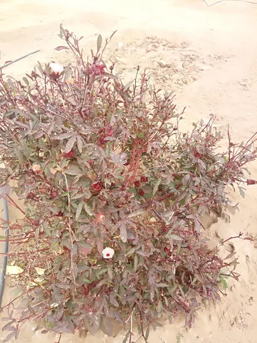 Roselle (Hibiscus sabdariffa), photograph