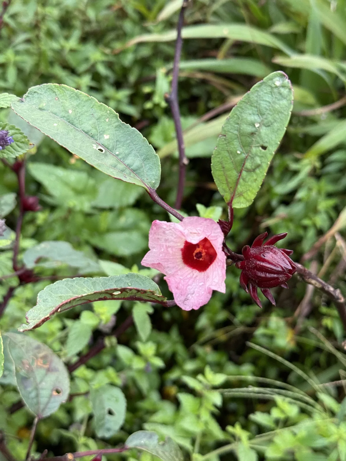 Roselle (Hibiscus sabdariffa), photograph
