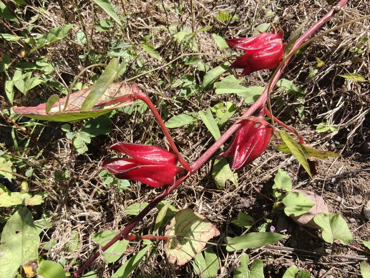 Roselle (Hibiscus sabdariffa), photograph