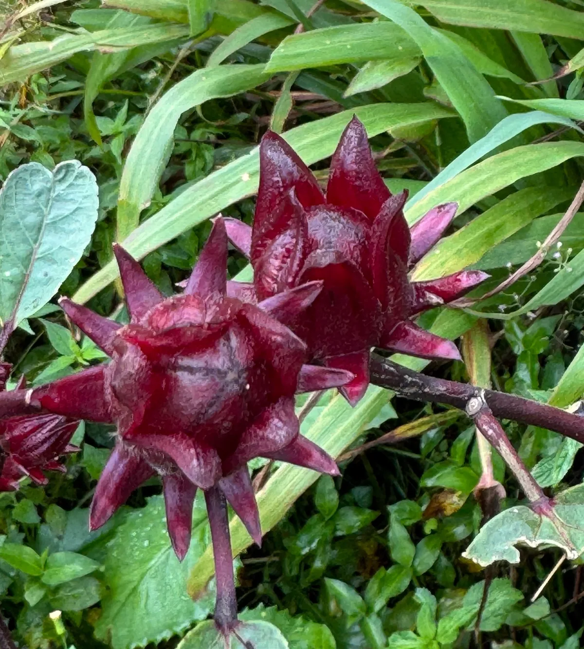Photo: chrisdt, via iNaturalist · CC BY · via GBIF roselle (Hibiscus sabdariffa), photograph