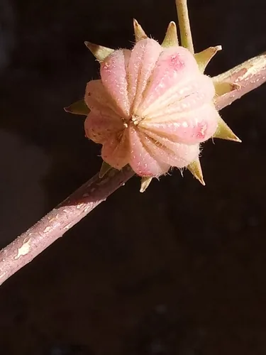 Roselle (Hibiscus sabdariffa), photograph