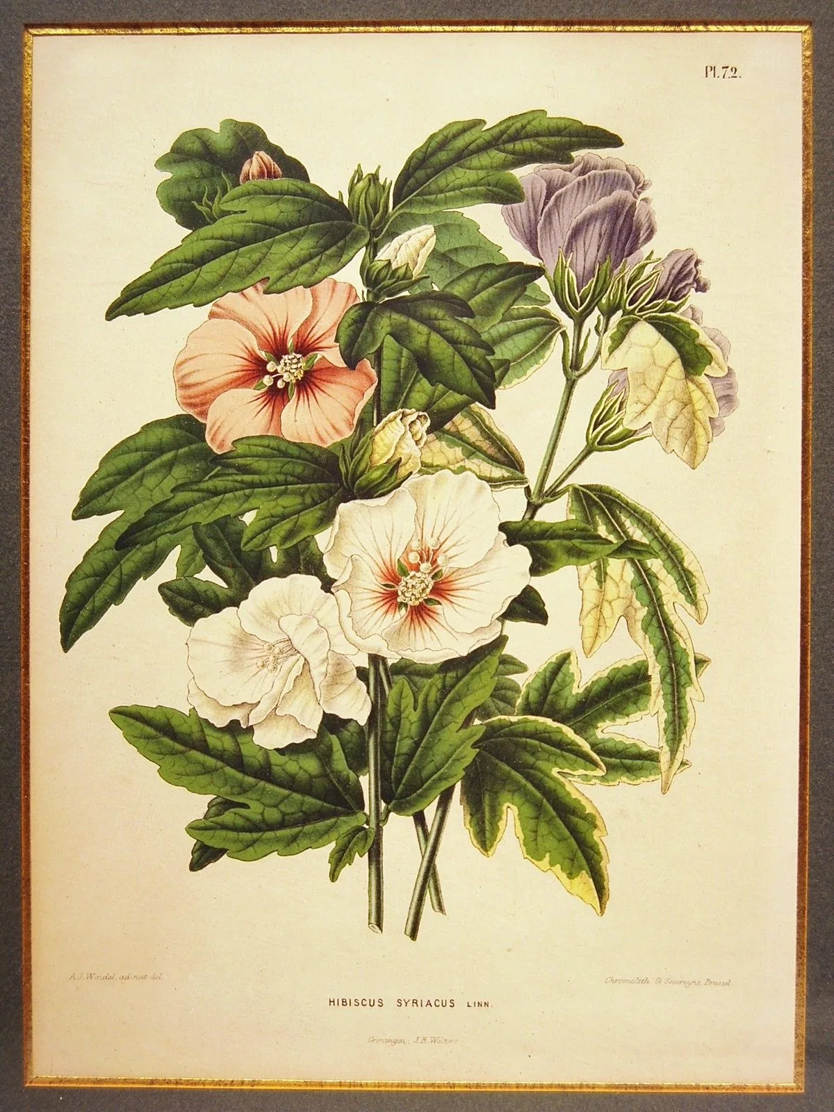 Rose Of Sharon (Hibiscus syriacus), botanical illustration