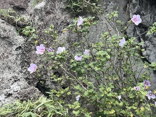 Photo: no rights reserved · CC0 · via iNaturalist Rose Of Sharon (Hibiscus syriacus), photograph
