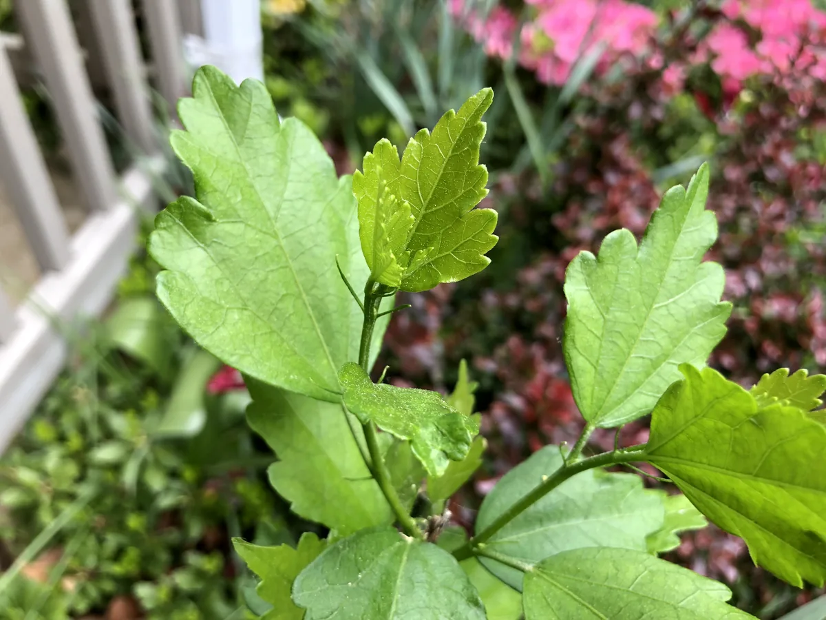 Rose Of Sharon (Hibiscus syriacus), photograph