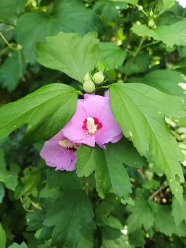 Rose Of Sharon (Hibiscus syriacus), photograph