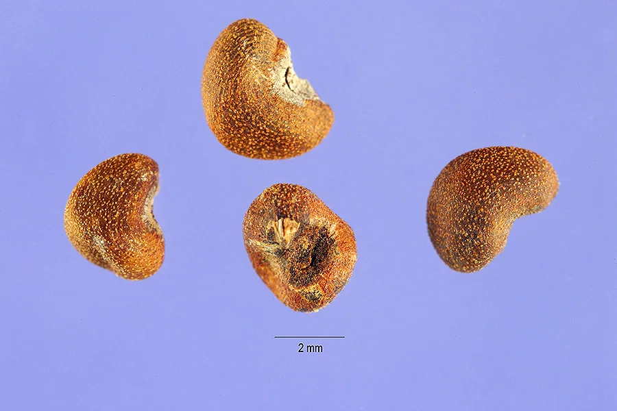 sea hibiscus (Hibiscus tiliaceus), photograph