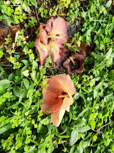 sea hibiscus (Hibiscus tiliaceus), photograph
