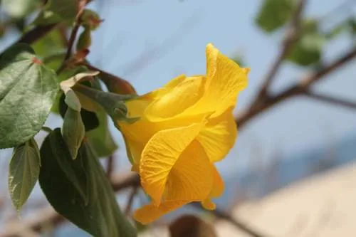 sea hibiscus (Hibiscus tiliaceus), photograph