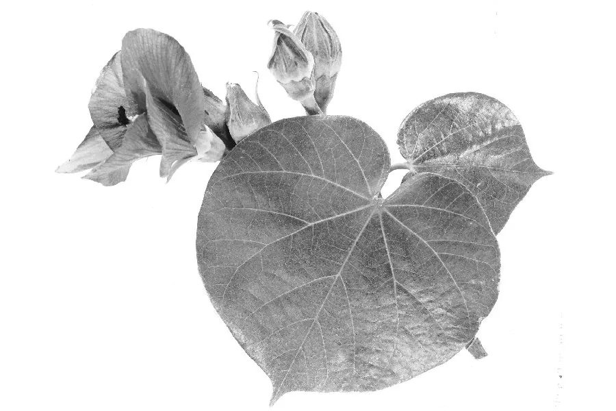 sea hibiscus (Hibiscus tiliaceus), photograph