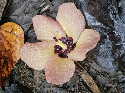 sea hibiscus (Hibiscus tiliaceus), photograph
