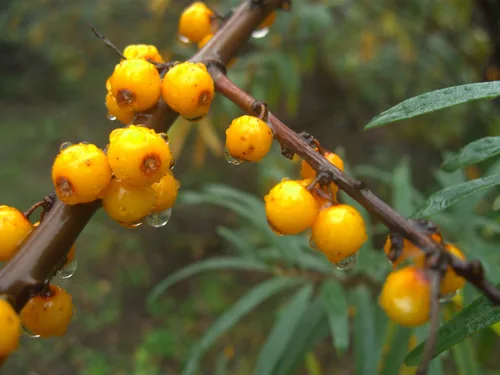 sea buckthorn (Hippophae rhamnoides), photograph