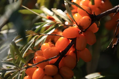 Photo: (c) Нурхайдарова Татьяна, some rights reserved · CC BY · via iNaturalist Sea Buckthorn (Hippophae rhamnoides), photograph