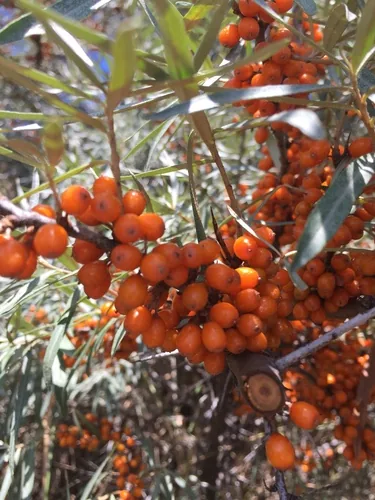 sea buckthorn (Hippophae rhamnoides), photograph