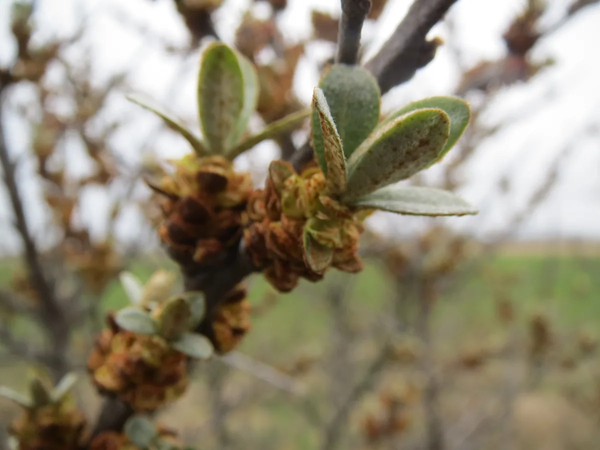 sea buckthorn (Hippophae rhamnoides), photograph